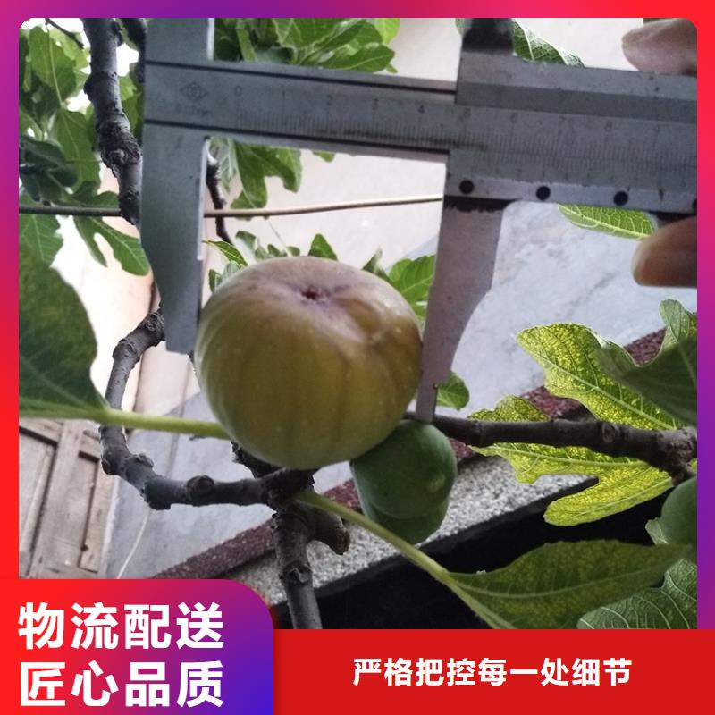 无花果石榴树信誉至上同城货源
