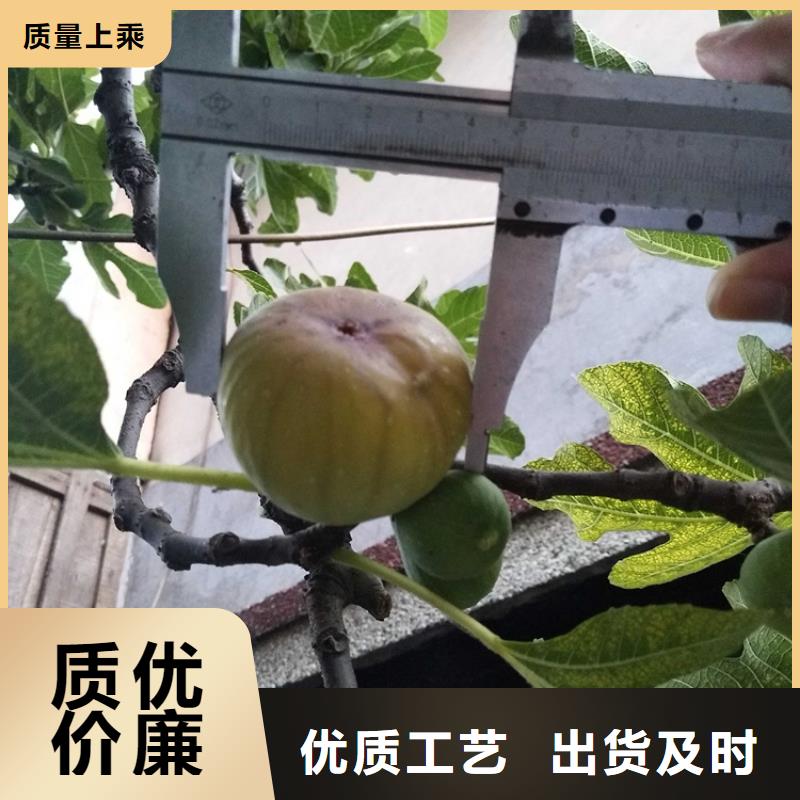 【无花果】北美冬青精工细作品质优良拥有多家成功案例