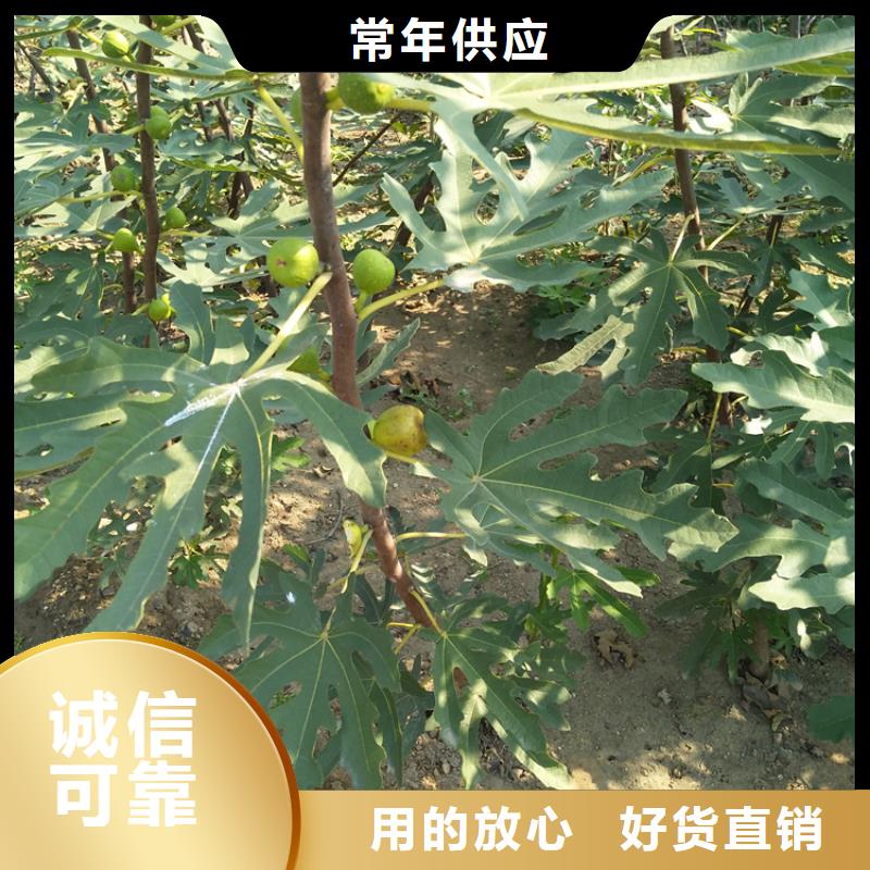 无花果3公分石榴苗诚信商家实体厂家支持定制