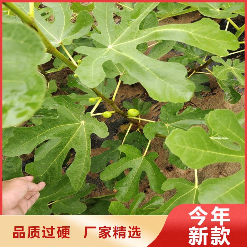 无花果-樱桃苗层层质检本地生产厂家