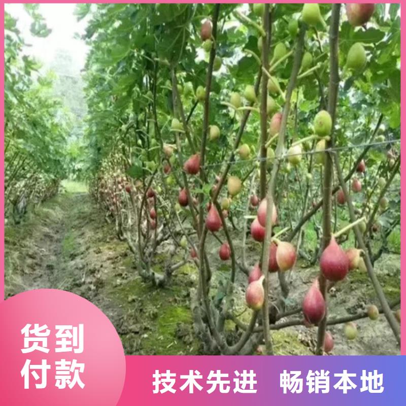 无花果_蓝莓苗厂家实力雄厚实体诚信厂家
