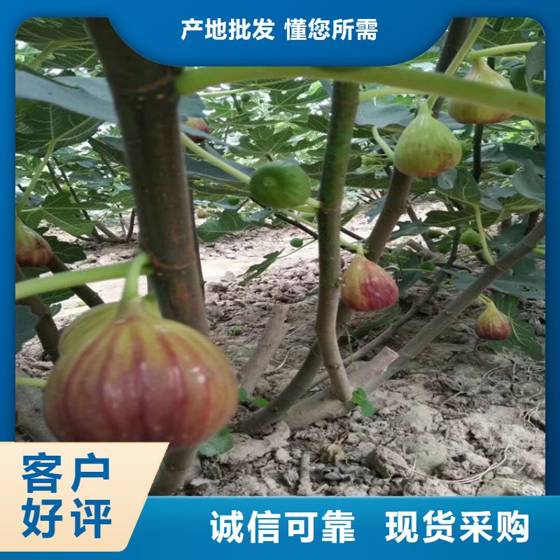 无花果-樱桃苗批发价格同城品牌