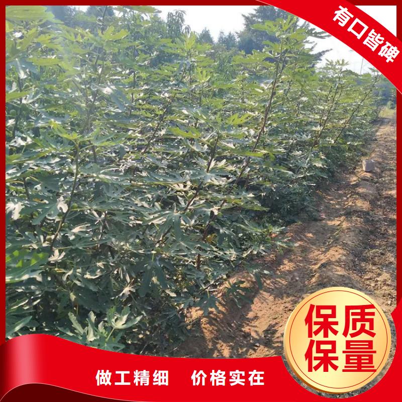 无花果_【苹果苗】现货批发买的是放心