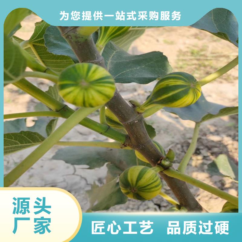 无花果嘎啦苹果供货及时同城服务商