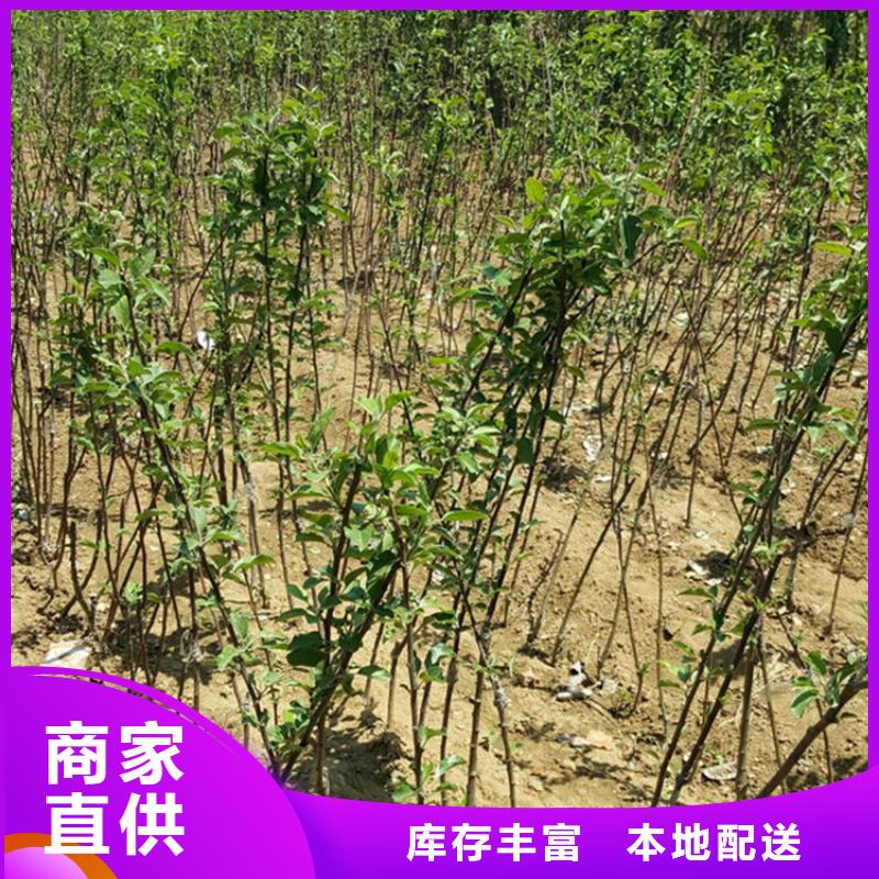 苹果-【樱桃苗】品种全工艺精细质保长久