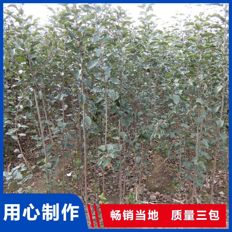 苹果【桃树苗】真材实料诚信经营就近发货