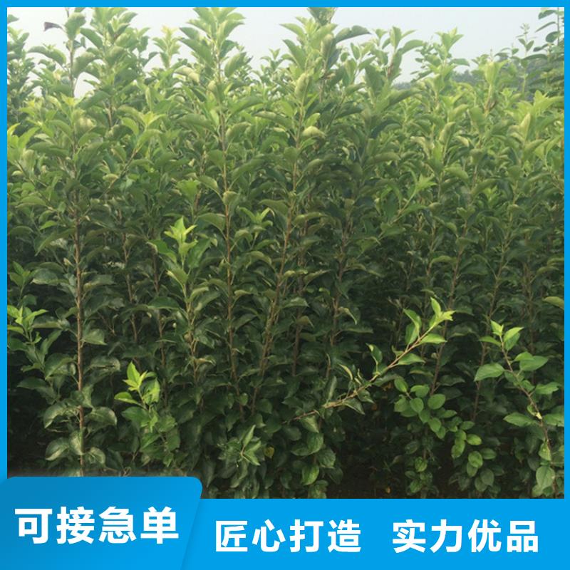 【苹果杏树苗一站式采购】源头实体厂商