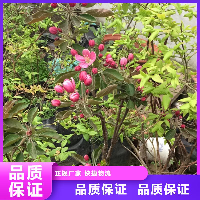 【苹果】樱桃苗专业生产设备厂家直销