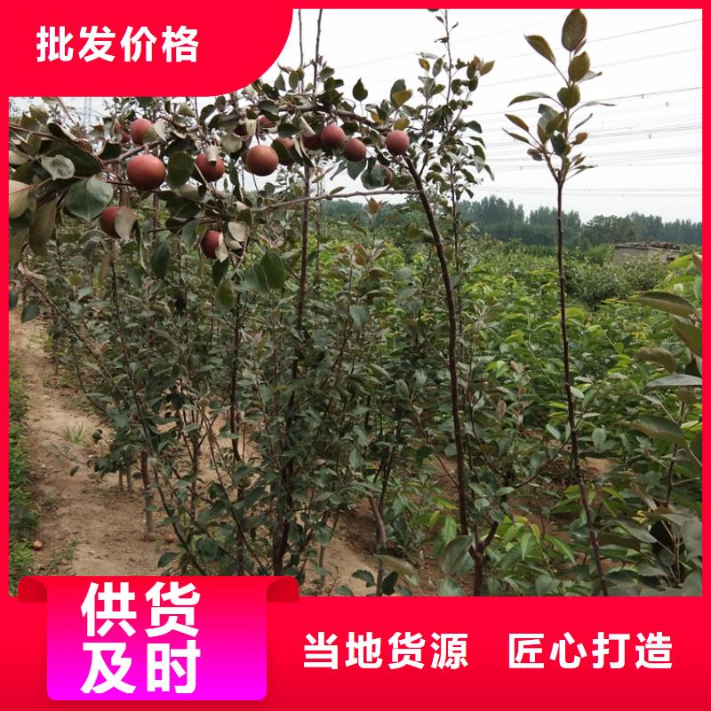 苹果【樱桃苗】满足多种行业需求量少也做