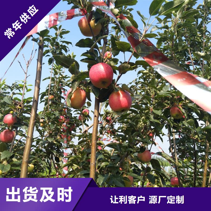 苹果_杏树苗经验丰富品质可靠同城货源
