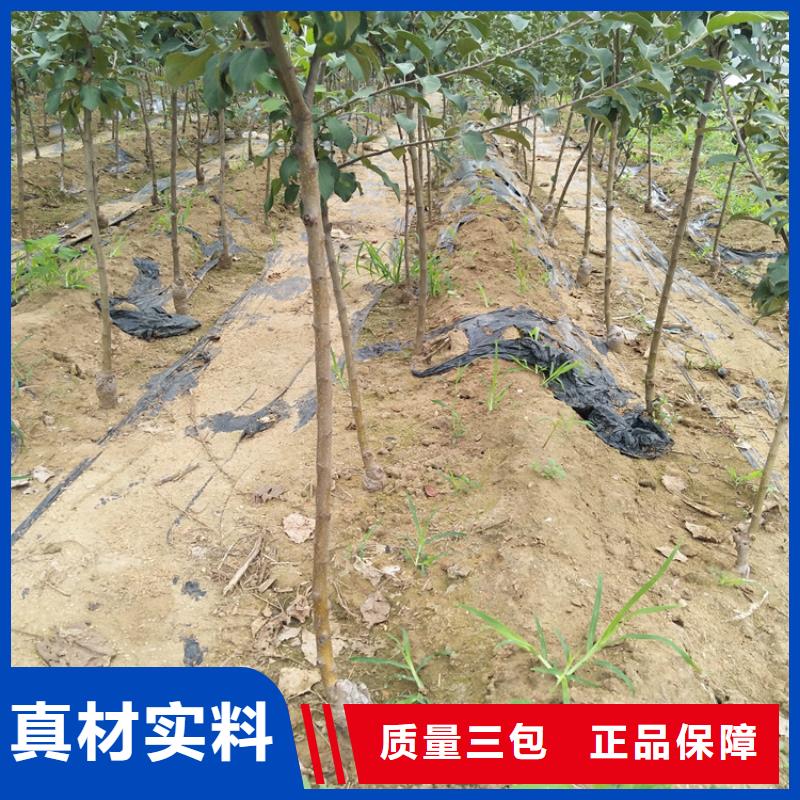 苹果-石榴苗拒绝差价本地品牌