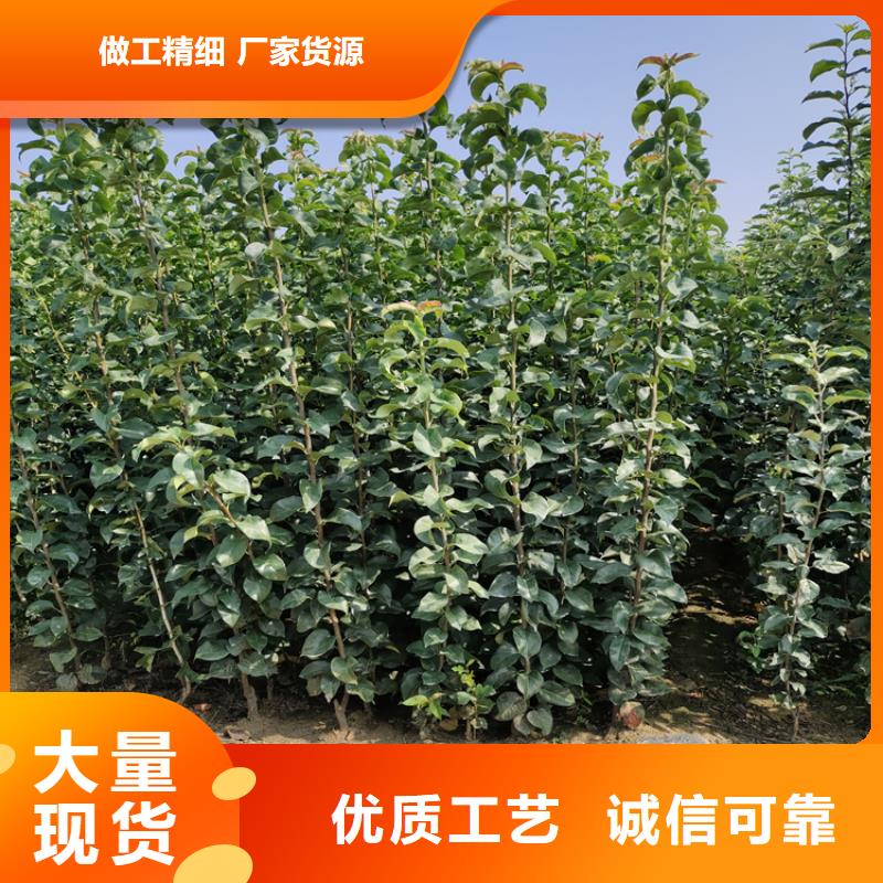 苹果【3公分软籽石榴苗】严格把控质量多年经验值得信赖