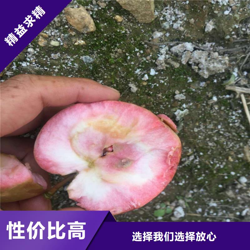 苹果李树苗厂家现货供应一手货源源头厂家