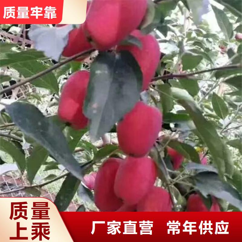 苹果苹果苗现货销售好品质售后无忧