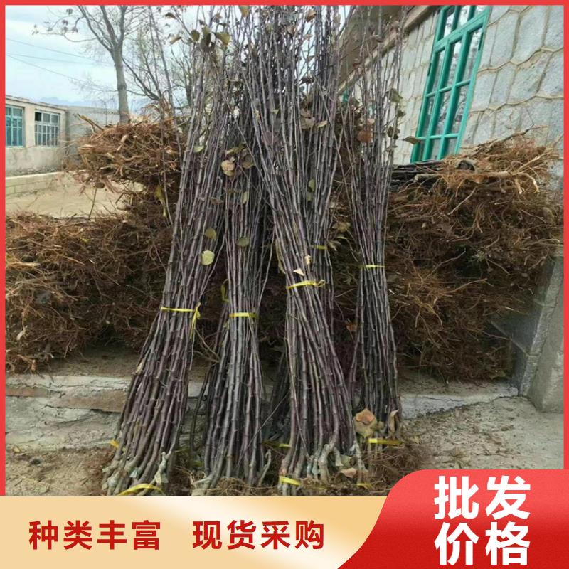 【苹果_西瓜苗对质量负责】本地服务商
