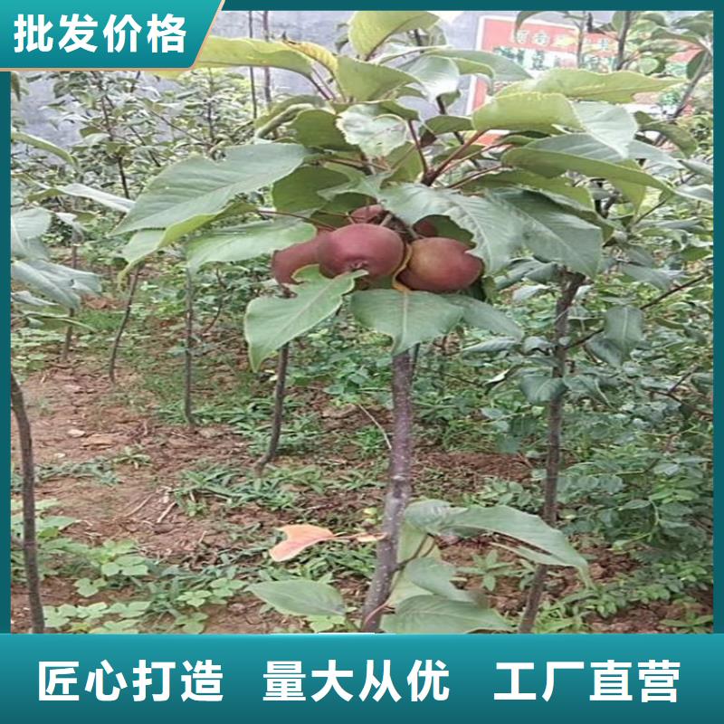 【苹果_草莓苗满足您多种采购需求】严选用料