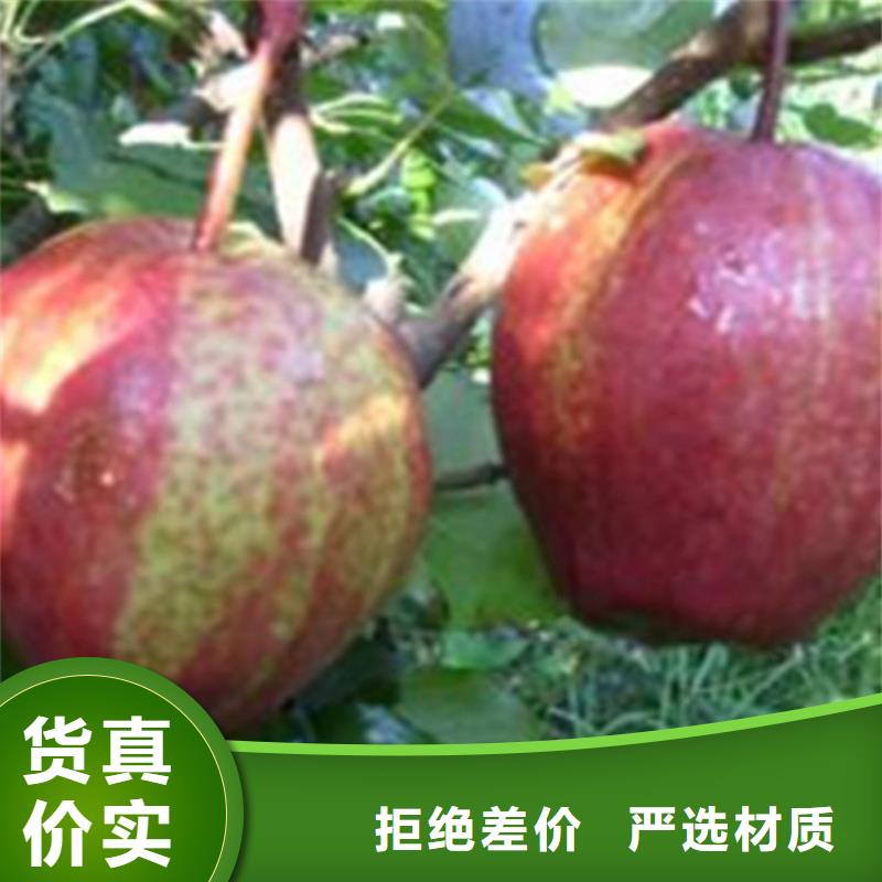 梨树蓝莓苗支持货到付清严选材质