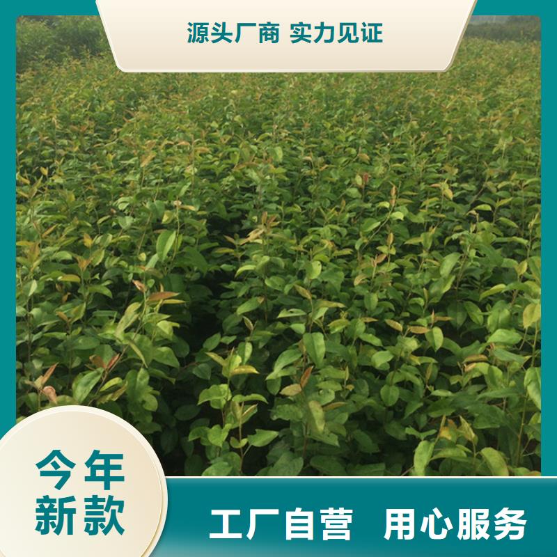 【梨树樱桃苗精品选购】同城厂家