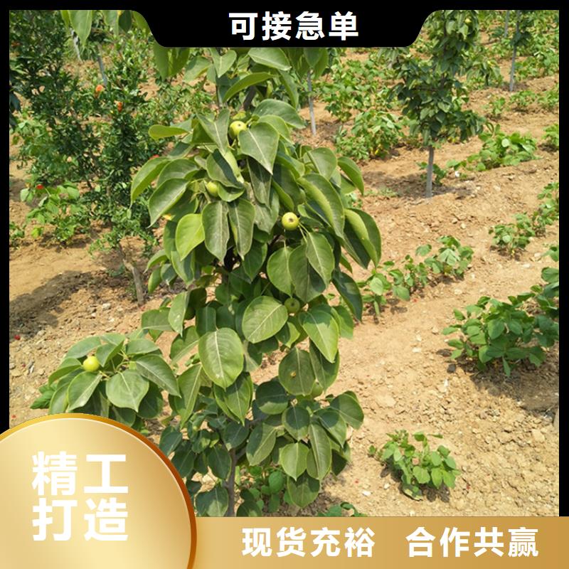 【梨树,樱桃苗品质服务诚信为本】同城制造商