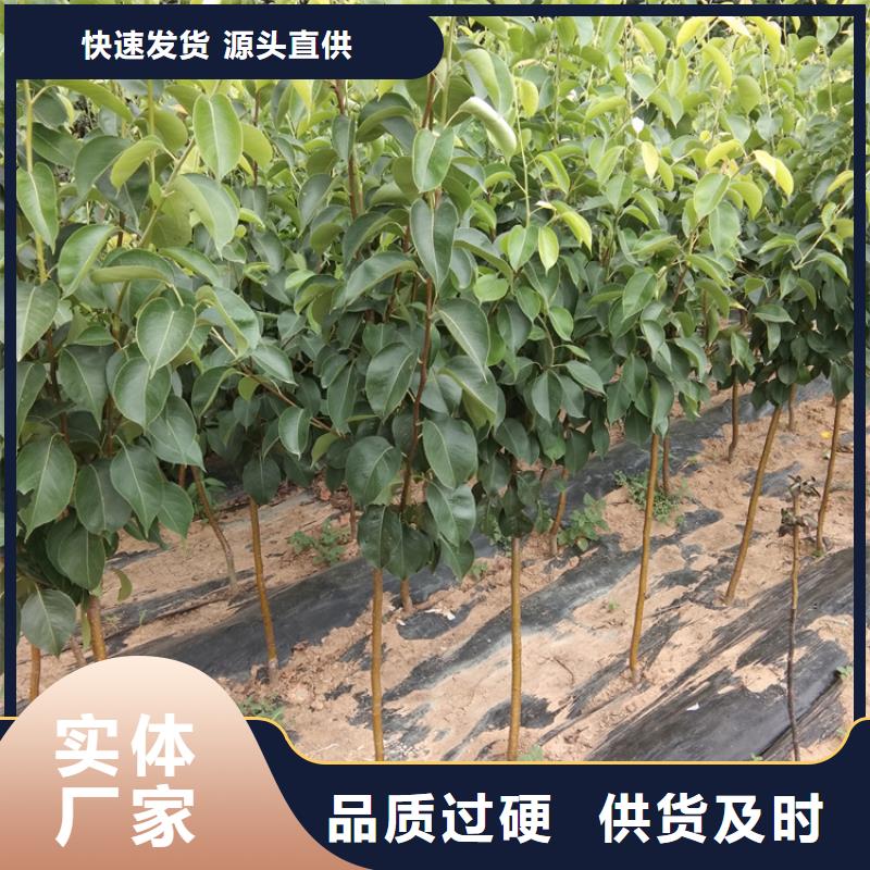 梨树樱桃苗采购厂家