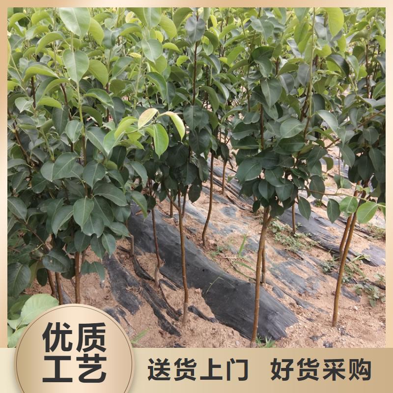 梨树无花果苗实体厂家快捷物流