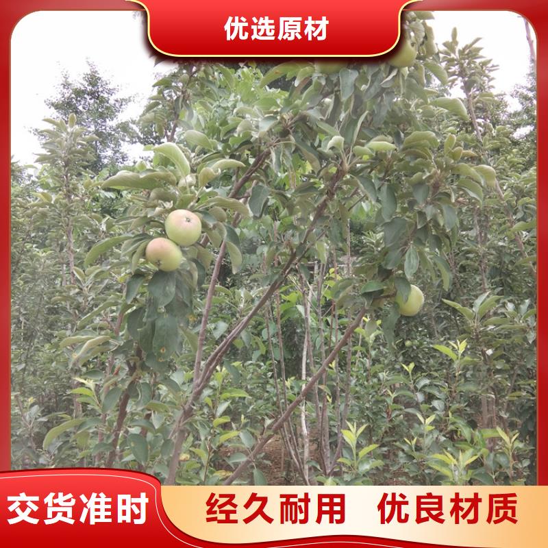 梨树梨树苗厂家销售支持拿样