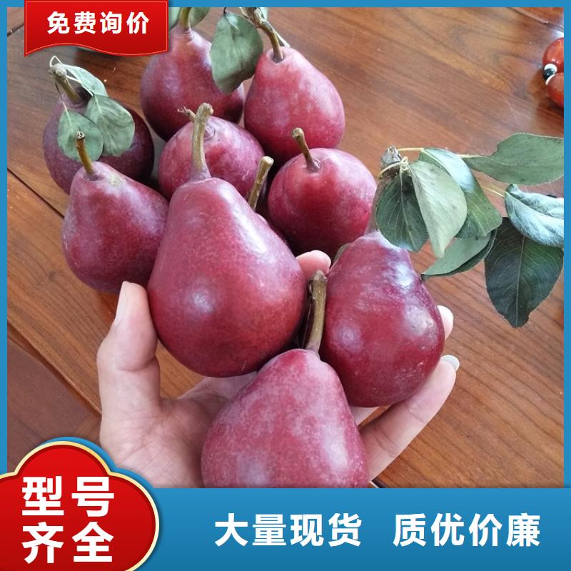 【梨树苹果苗按需定做】市场报价