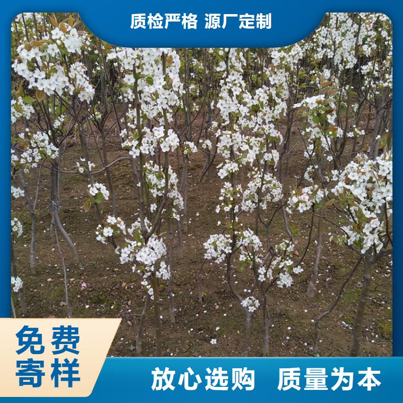 梨树-黄瓜苗甄选好厂家研发生产销售