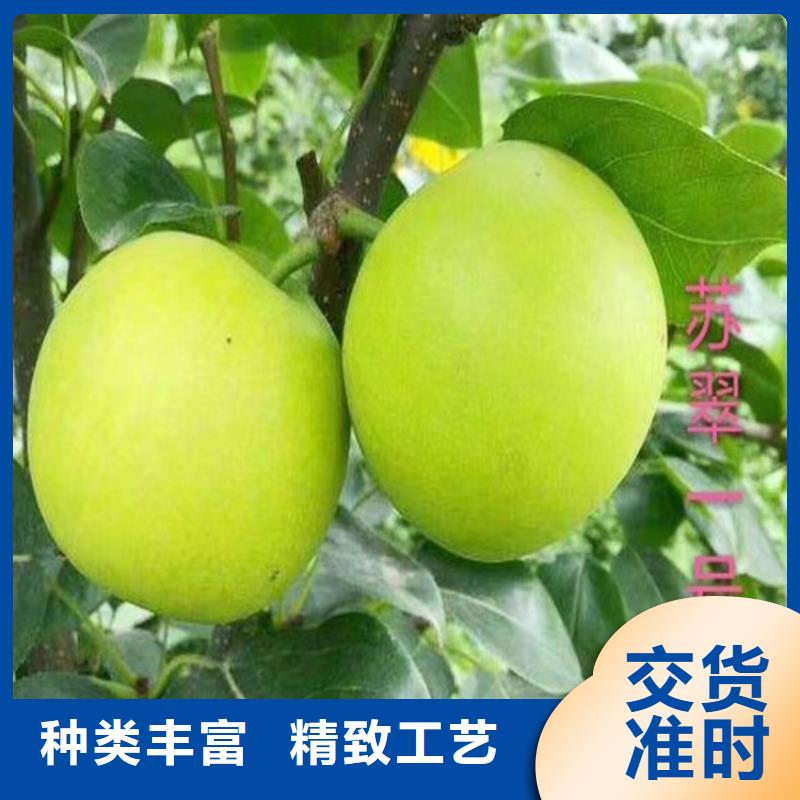 梨树无花果苗支持拿样同城公司