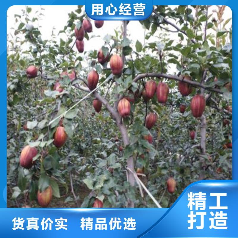 梨树【猕猴桃苗】支持大小批量采购厂家货源稳定