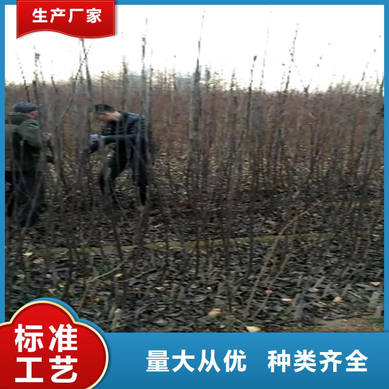 梨树,樱桃苗海量现货规格型号全