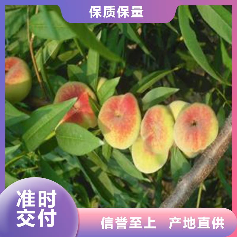 桃,花椒苗值得信赖支持非标定制