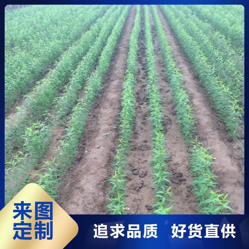 桃梨树苗好品质经得住考验厂家直销直供