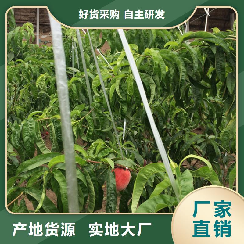 桃3公分软籽石榴苗口碑好实力强市场报价