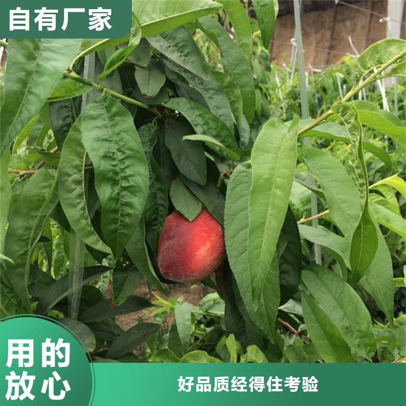 桃-桃树苗实力雄厚品质保障一致好评产品