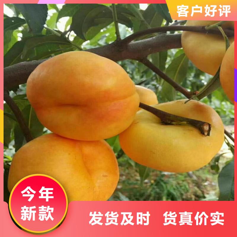 桃-红颜草莓支持定制贴心售后质量检测