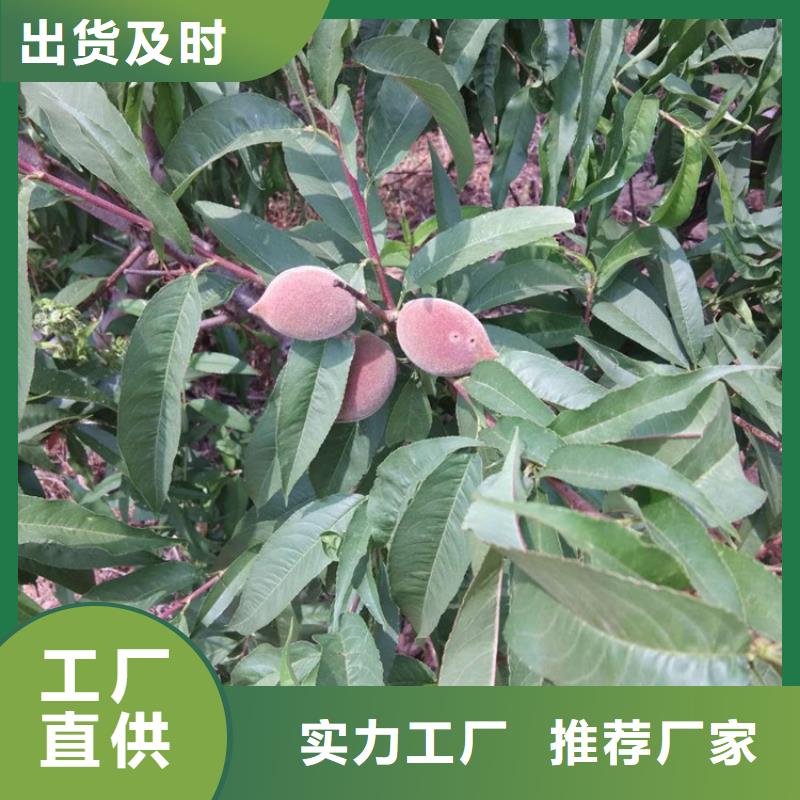 桃苹果苗专业品质加工定制