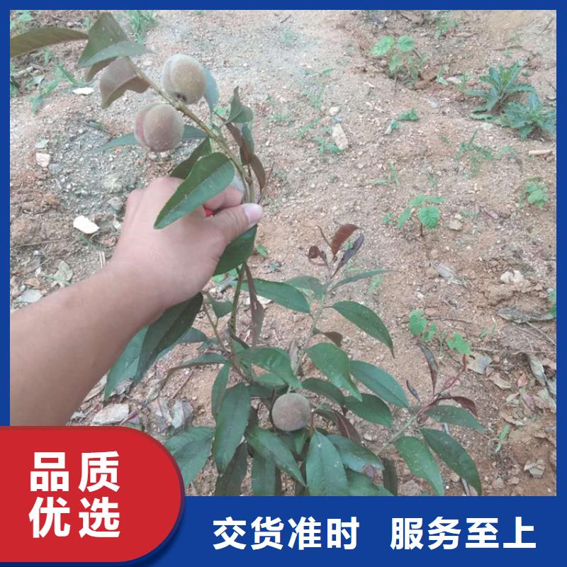 桃_石榴苗免费获取报价质量牢靠