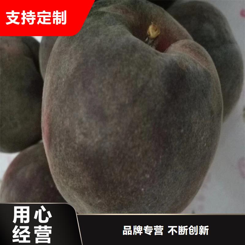 桃【桃树苗】货到付款当地供应商