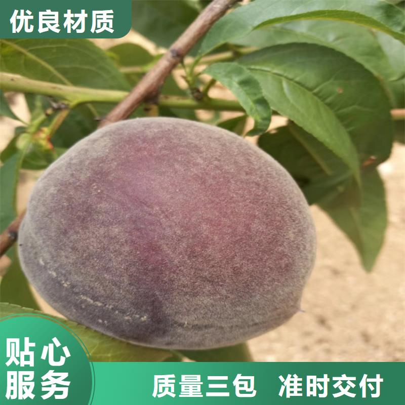 桃李树苗专业按需定制当地服务商