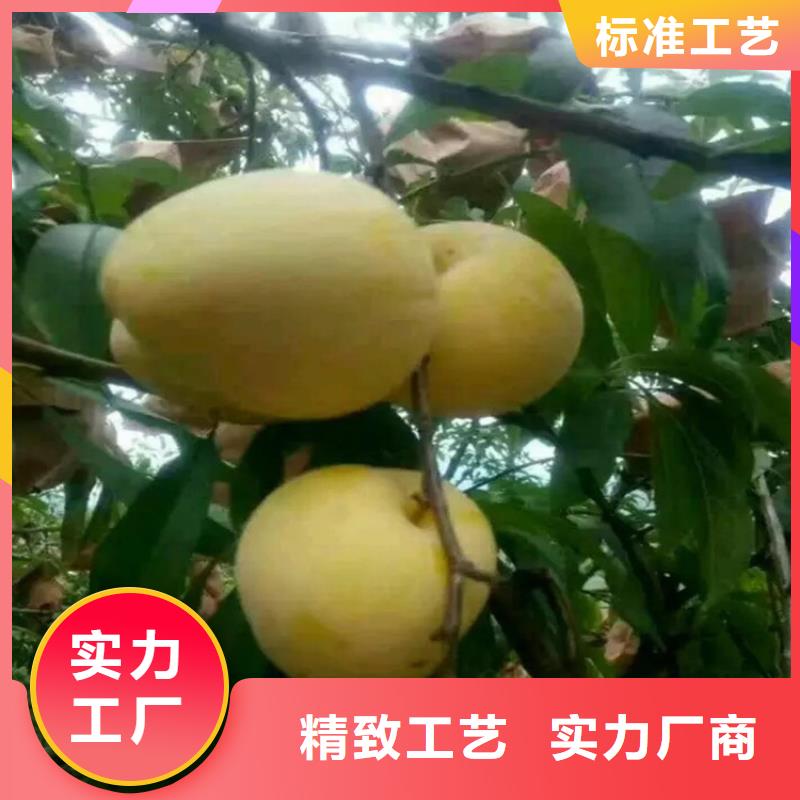 李子梨树苗严格把控质量海量现货