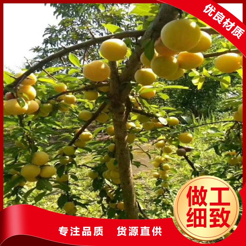 李子梨树苗厂家工艺先进设计制造销售服务一体