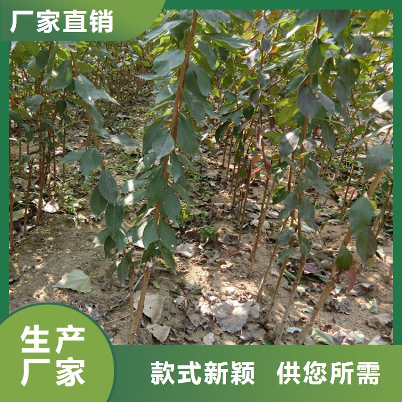李子樱桃苗支持非标定制同城货源