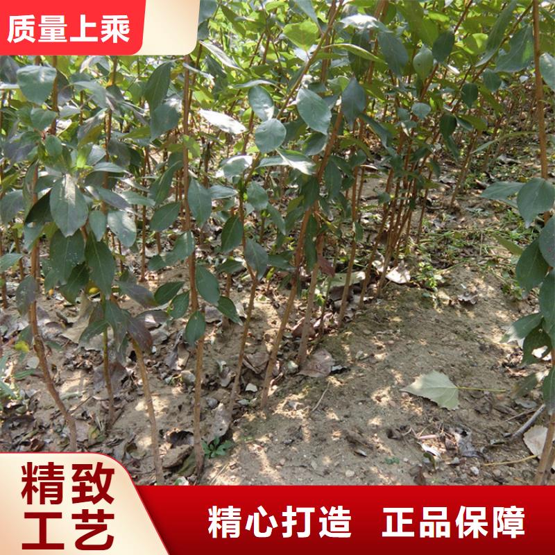 李子奶油草莓优选厂商产品优良