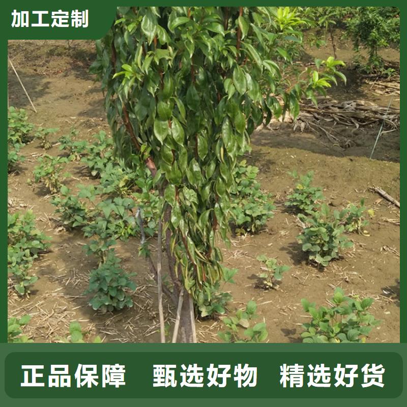 李子【樱桃苗】源头厂家供应当地生产厂家