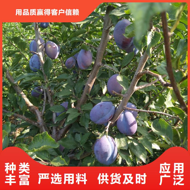 李子_苹果苗专业生产N年原厂制造
