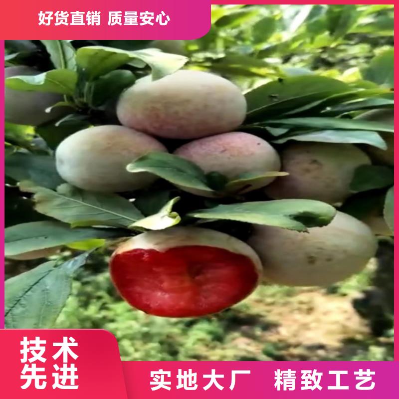 李子-【板栗苗】欢迎新老客户垂询同城品牌