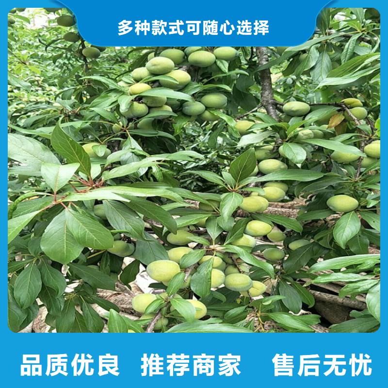 李子【梨树苗】物流配送本地货源