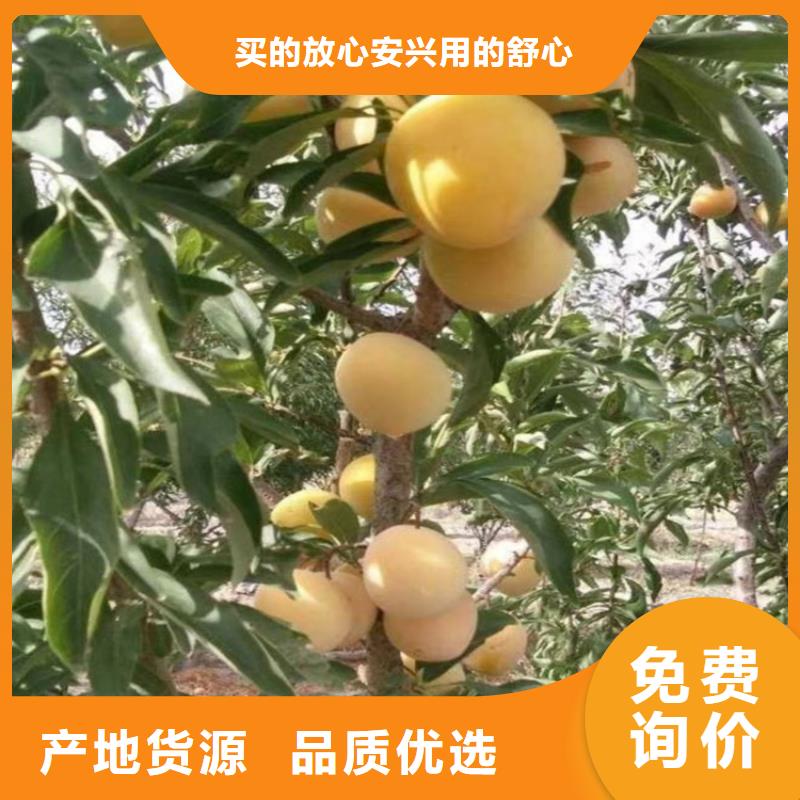 李子,石榴树性能稳定诚信经营质量保证