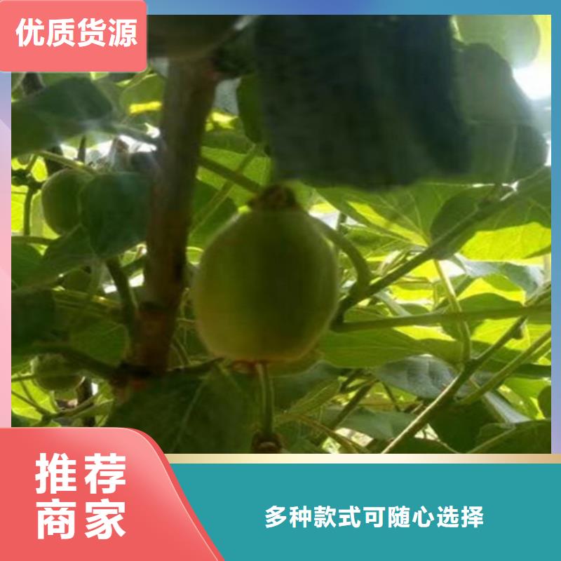 猕猴桃【樱桃苗】大量现货质量牢靠